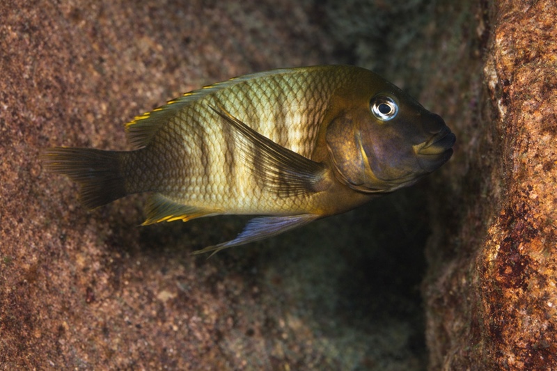 Petrochromis famula 'Mtosi'